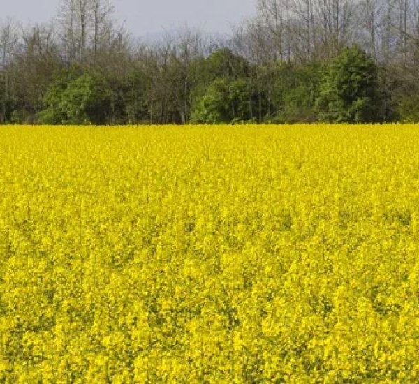 Зниження вартості ріпаку в Україні спричинене труднощами з вивезенням: аграрії зазнають збитків — АГРОПОЛІТ