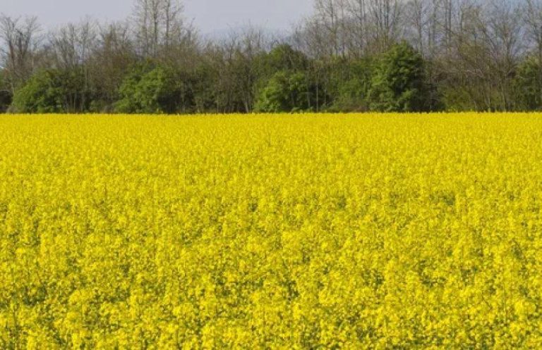 Зниження вартості ріпаку в Україні спричинене труднощами з вивезенням: аграрії зазнають збитків — АГРОПОЛІТ 15 Зниження вартості ріпаку в Україні спричинене труднощами з вивезенням: аграрії зазнають збитків — АГРОПОЛІТ 8