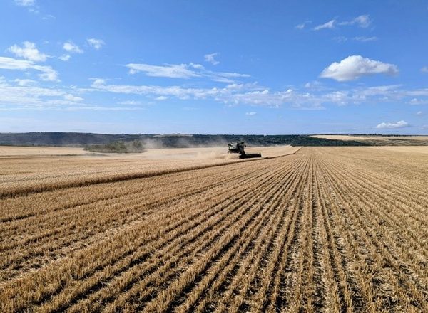 Зернові культури: посівні площі зросли на 2%