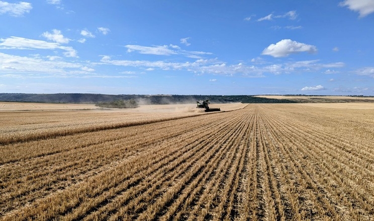 Площі посівів зернових в Україні майже на 2% перевищують торішні