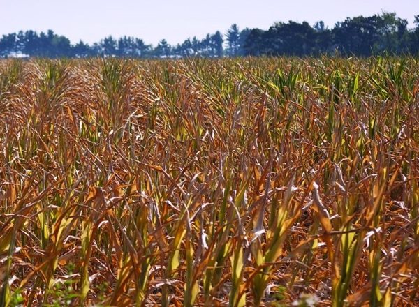 Ґрунтова посуха на Одещині: наслідки та заходи реагування