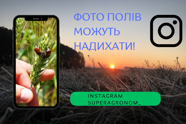 Оптовий продаж яблук наприкінці сезону може подешевшати на 11–20% — передбачення — SuperAgronom.com 2