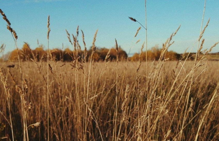 Експорт російського зерна завмер через атаки на порти 2 Ключові морські маршрути для експорту російської агропродукції наразі значно обмежені