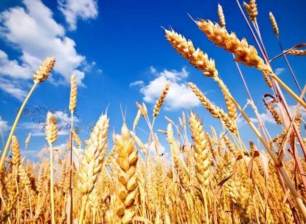 Логістична ефективність визначить конкурентоспроможність агропродукції та рівень цін в Україні