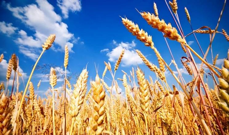 Логістична ефективність визначить конкурентоспроможність агропродукції та рівень цін в Україні 2 Логістика визначатиме конкурентоспроможність української агропродукції та рівень внутрішніх цін