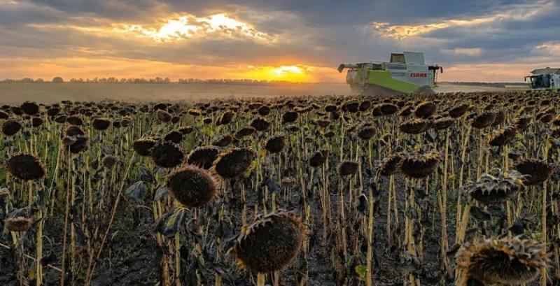 Українські аграрії почали збирати соняшник