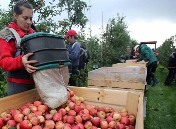 Садівництво України: бракує фахівців, зростають витрати