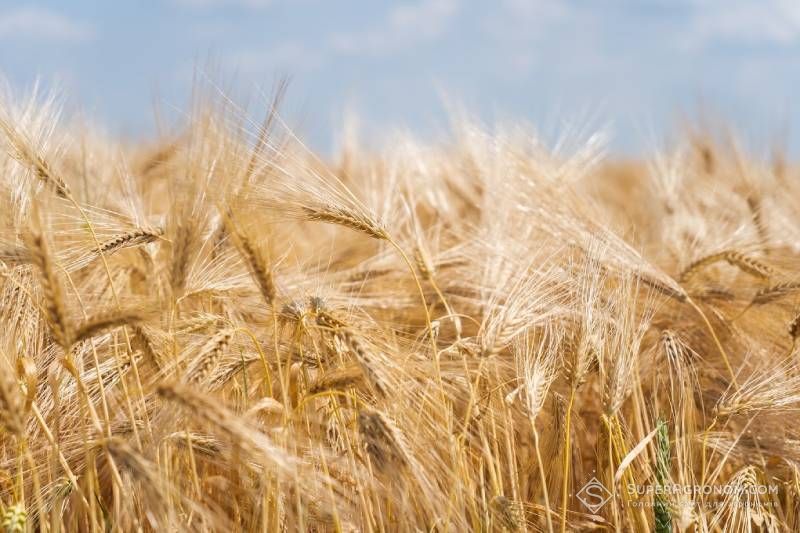 Ukraine's Grain Prices Plummet: Wheat Now at 5–7 thousand UAH/ton Ukraine's Grain Prices Plummet: Wheat Now at 5–7 thousand UAH/ton