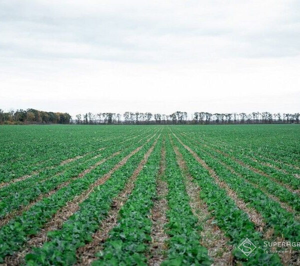 Використання покривних культур у технології strip-till скоротило потребу в обробках сої гербіцидами до одного разу — SuperAgronom.com