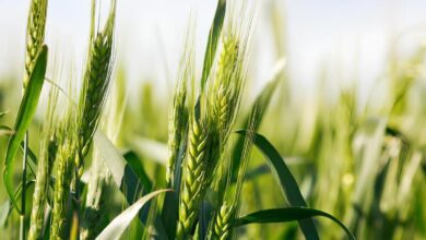 Українські аграрії розширюють експорт зернових на 5% 49 Українські аграрії розширюють експорт зернових на 5% 37