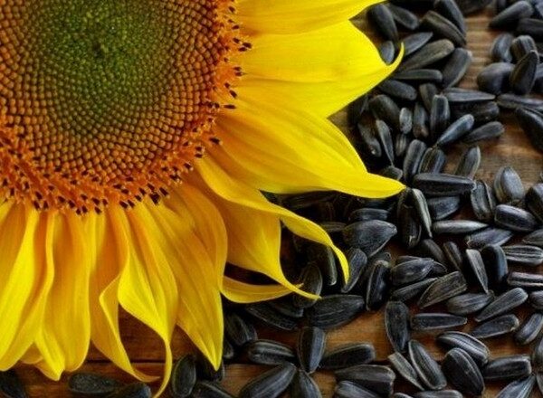 Ціни на соняшник просіли на 110 доларів за тонну
