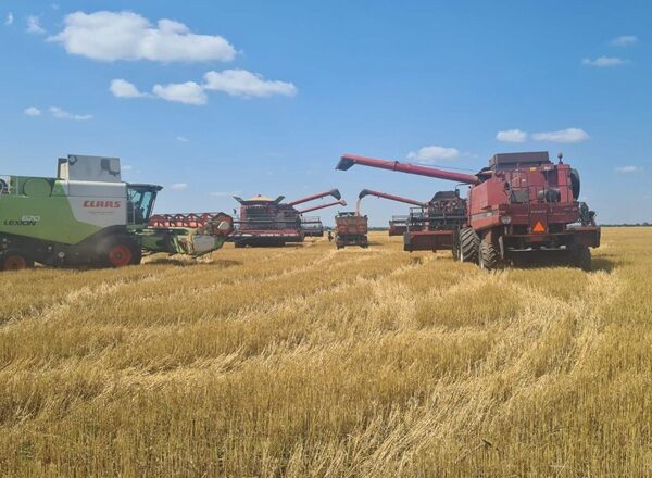 Dnipro Agro Group назвала врожайність пшениці після завершення жнив