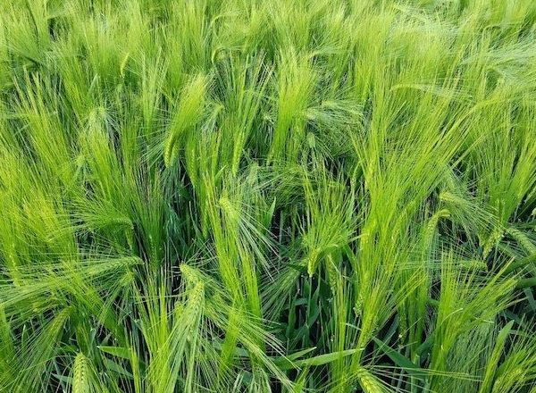 Систіва оптимізує фунгіцидний захист озимого ячменю