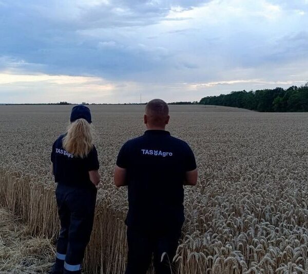 У південних регіонах зібрано до 7,5 тонн з гектара озимої пшениці та 3,2 тонни з гектара ріпаку: звітує ТАС Агро — SuperAgronom.com