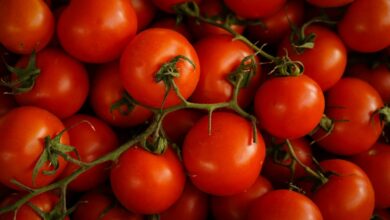 Українські аграрії розширюють експорт зернових на 5% 33 red cherry tomatoes