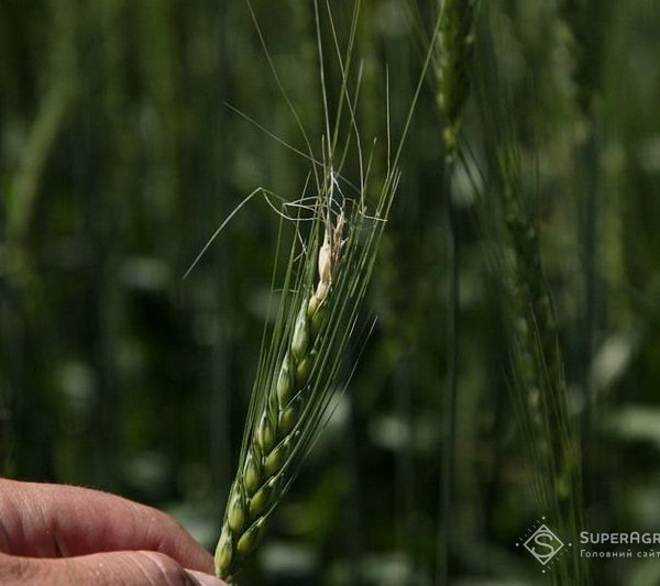 Фузаріоз колоса в зернових культурах: найчастіші випадки — SuperAgronom.com