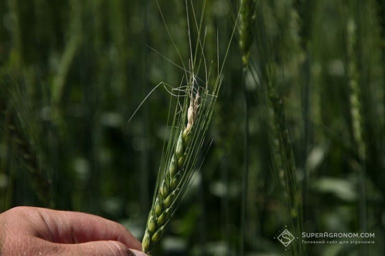 Фузаріоз колоса в зернових культурах: найчастіші випадки — SuperAgronom.com 4 Фузаріоз колоса в зернових культурах: найчастіші випадки — SuperAgronom.com 4