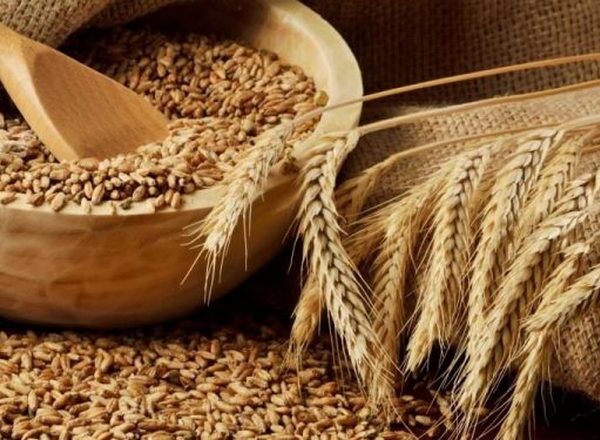 Зростання цін на пшеницю та кукурудзу підтримає ячмінь