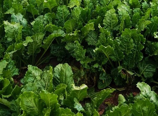 На цукрових буряках розмножуються шкідники та хвороби