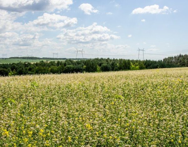 Урожай-2026: фермер назвав найприбутковіші культури року