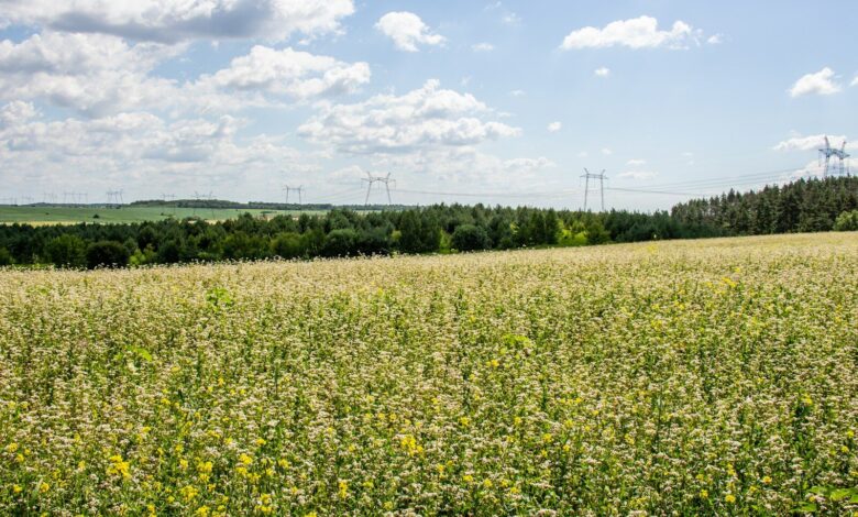 a field of flowers with power lines in the background