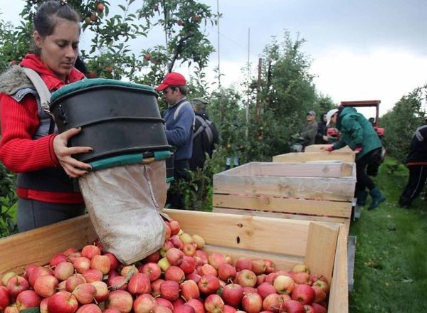Садівники стикаються з ціновою нестабільністю та дефіцитом робочих рук