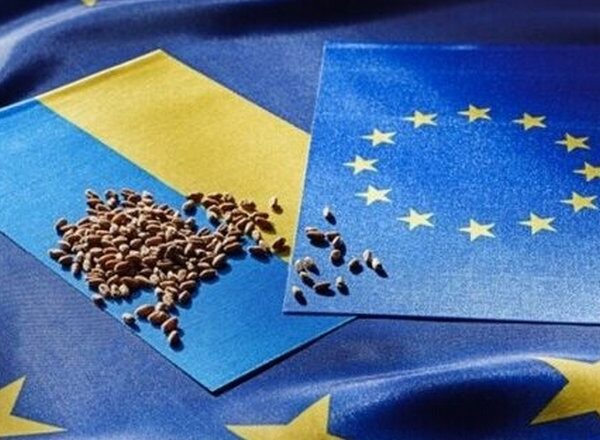 Українська пшениця програє конкуренцію в Європі