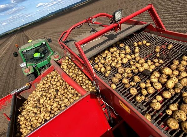 Зниження цін на картоплю: фермери змушені продавати дешевше
