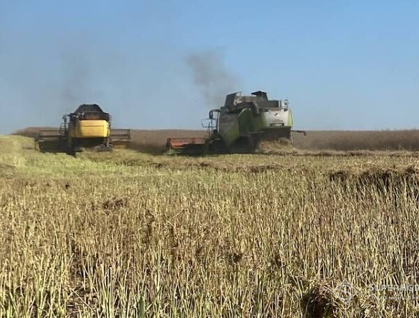 Ріпак на Сумщині: 4,5 т/га зібрали, але ціна впала до 20 тисяч гривень за тонну