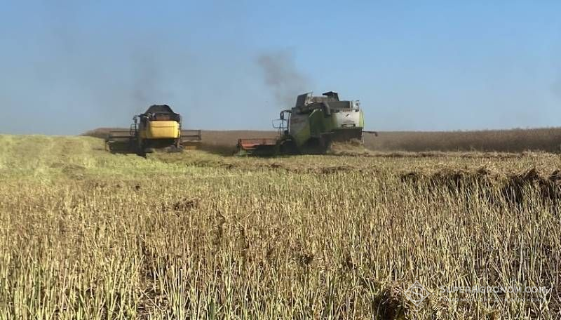 Ріпак на Сумщині: 4,5 т/га зібрали, але ціна впала до 20 тисяч гривень за тонну 3 На Сумщині зібрали ріпак з урожайністю до 4,5 т/га, пшеницю очікують на рівні 6 т/га