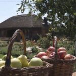 Сосницька громада зібрала рекордний урожай яблук
