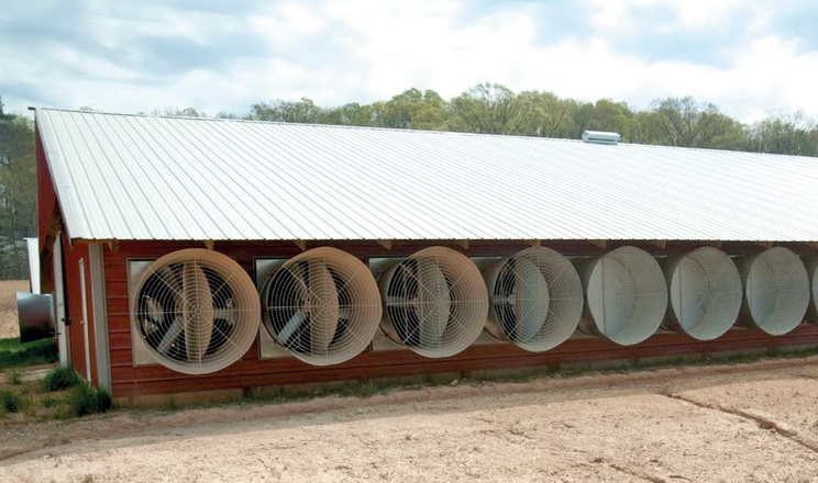 У пташнику з тунельною вентиляцією охолоджувальний ефект може бути різним