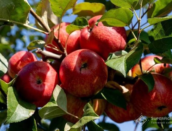 Оптовий продаж яблук наприкінці сезону може подешевшати на 11–20% — передбачення — SuperAgronom.com