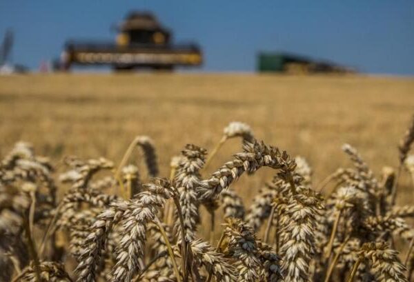 Світові ціни на зерно пшениці підскочили через спекулятивні угоди та&hellip;