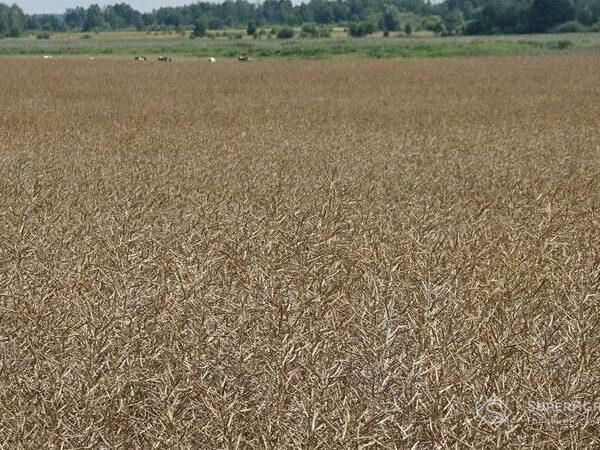 Аналітики радять не продавати ріпак восени через очікування зростання цін
