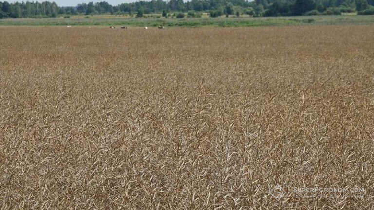 Аналітики радять не продавати ріпак восени через очікування зростання цін 1 Аналітики радять не продавати ріпак восени через очікування зростання цін 1