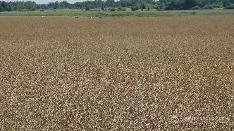 Аналітики радять не продавати ріпак восени через очікування зростання цін 3 Озимий ріпак