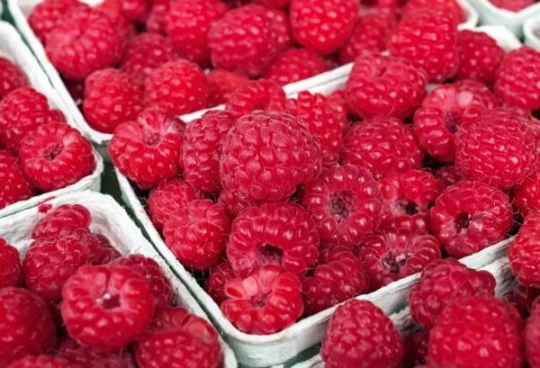 Сербська малина: врожайність скоротиться на 20-30% — які перспективи це створює для України — КУРКУЛЬ