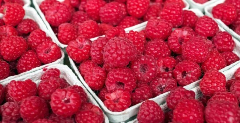 Сербська малина: врожайність скоротиться на 20-30% — які перспективи це створює для України — КУРКУЛЬ 2