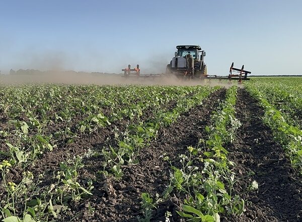 Особливості осіннього підживлення ріпаку: рекомендації фахівця