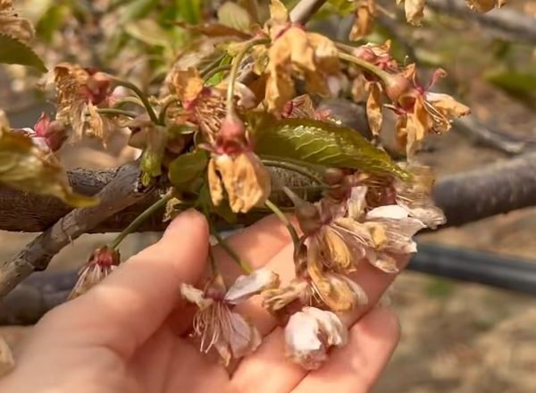 Приморозки знищили врожай черешні: як українські садівники рятують майбутнє врожаю