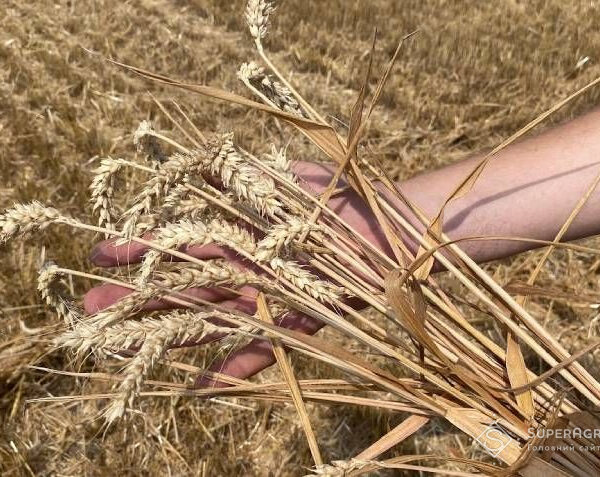 Пшениця на Київщині наростила врожайність на 17%