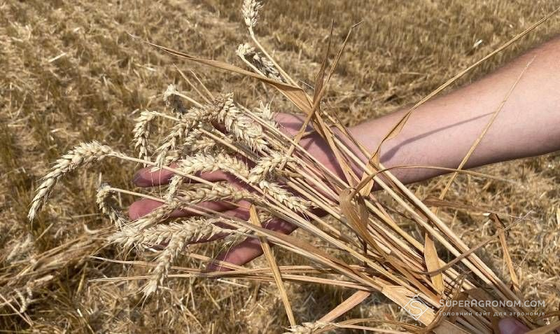 Пшениця на Київщині наростила врожайність на 17% 3 Середня урожайність пшениці на Київщині зросла до 6,14 т/га проти 5,26 т/га торік