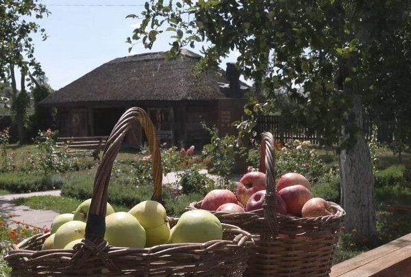 Сосницька громада зібрала рекордний врожай яблук