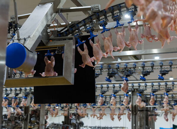 Птахівництво: як зменшити собівартість продукції