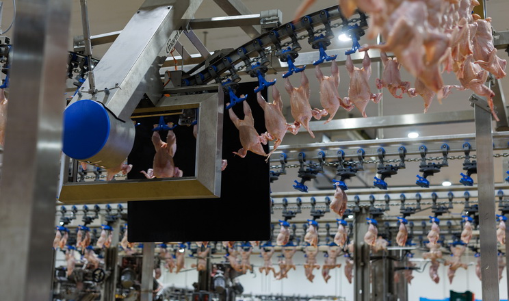 Птахівництво: як зменшити собівартість продукції 14 Птахівництво: як зменшити собівартість продукції 10