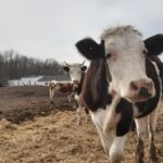 ГОЛОВНА 46 Рекордна втрата: Україна втратила 18% корів, ферми на межі виживання