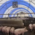 ГОЛОВНА 47 Зниження вуглецевого сліду свинини в ангарному господарстві