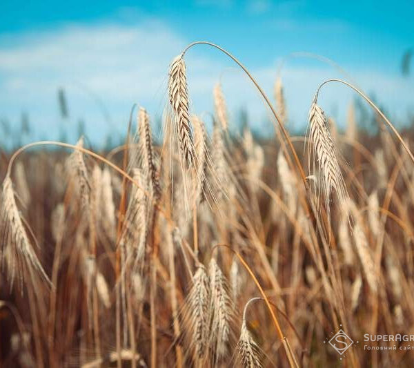 Жито по no-till: 5,6 т/га на бідних ґрунтах — досвід аграрія