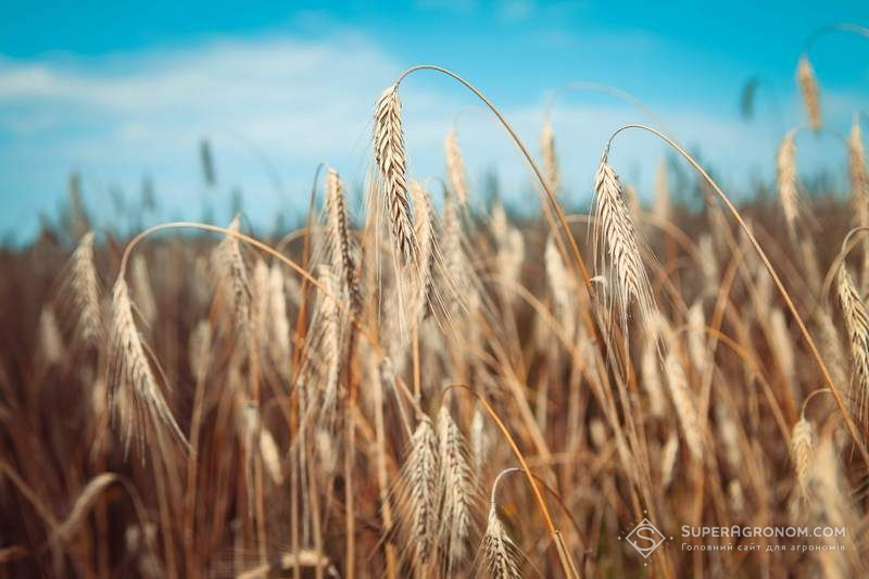 Жито по no-till: 5,6 т/га на бідних ґрунтах — досвід аграрія 3 Озиме жито